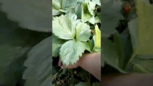 клубника датской селекции.кклубника сорт зефир