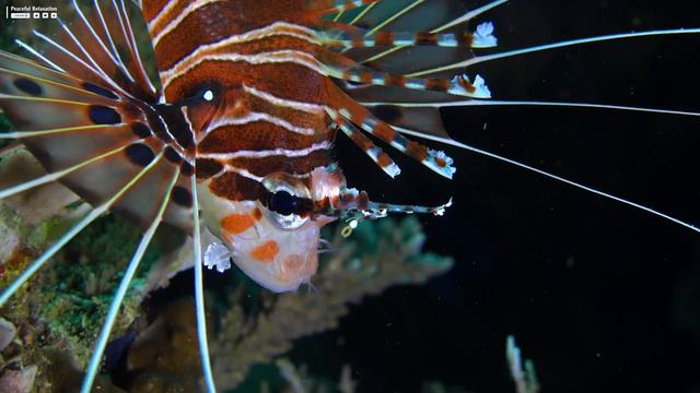 Aquarium 4K VIDEO (ULTRA HD) - Relaxing Music with Beautiful Coral Reef Fish - Relaxing Oceanscapes смотреть онлайн