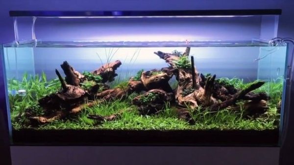 ADG (США) - короли аквадизайна и акваскейпинга, 4-я серия