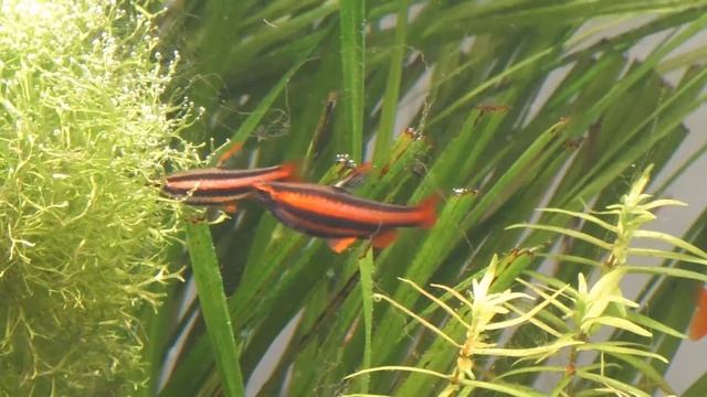 Breeding modes Nannostomus Mortenthaleri смотреть онлайн