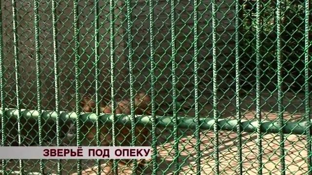Улан-удэнцы взяли под опеку обитателей Этнографического музея смотреть онлайн