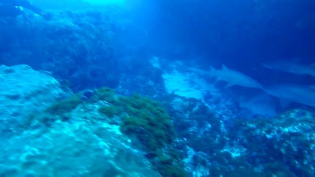 Дайвинг с акулами в ЮАР (Diving with sharks in South Africa) смотреть онлайн