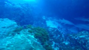 Дайвинг с акулами в ЮАР (Diving with sharks in South Africa)