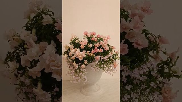 Эх как жаль убирать цветы когда они в таком состоянии, но увы всему есть начало и конец😉 смотреть онлайн