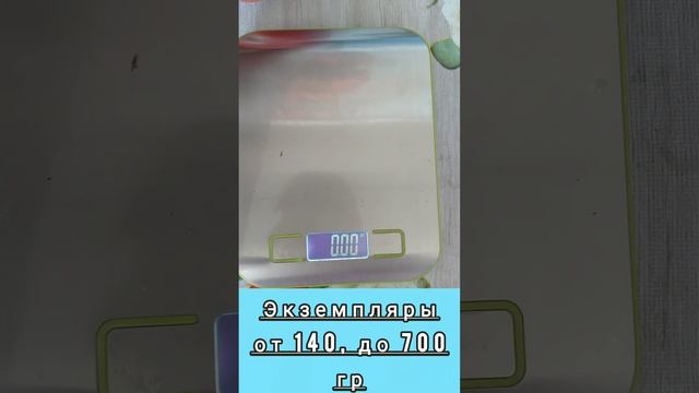 РАННЕСПЕЛЫЙ ТОМАТ ВЕЛИКАН для открытого грунта 2022 смотреть онлайн