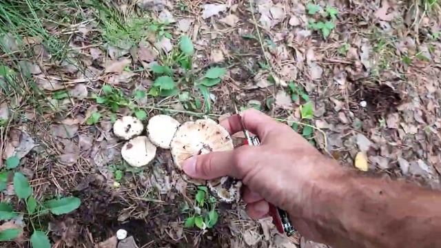 A short instruction how to search ? for milk mushrooms ? Небольшая инструкция как искать грузди ? смотреть онлайн