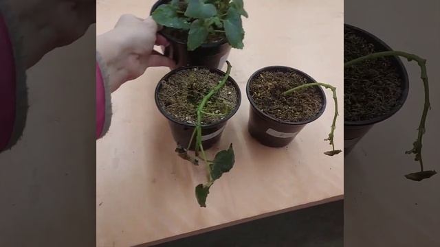 День за днём, обзор работ за 15.03.23г. Пеларгонии, беликонии, черенкование, пересадка. смотреть онлайн