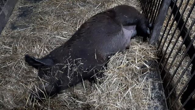 Наши хрюшки. смотреть онлайн