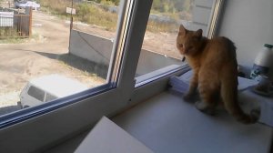 Офисный кот против шершня Жесть Смотреть всем