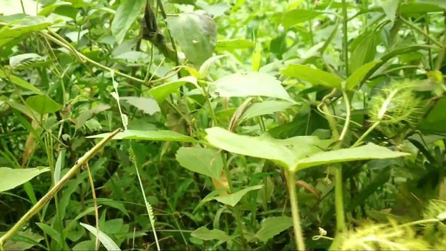 Wild Passion Fruit(Passiflora Foetida) смотреть онлайн