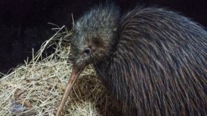 Kiwi Bird Sound - Bird Call - Recorded at Paignton Zoo