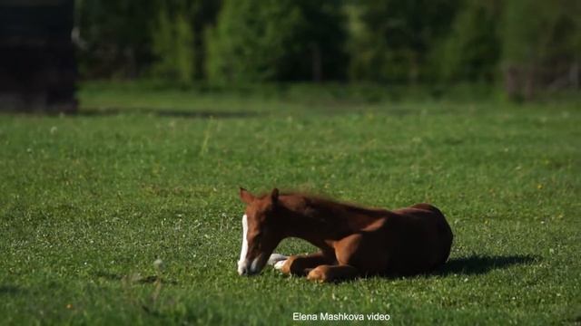 Akhal-teke foal/ Ахалтекинский жеребёнок смотреть онлайн