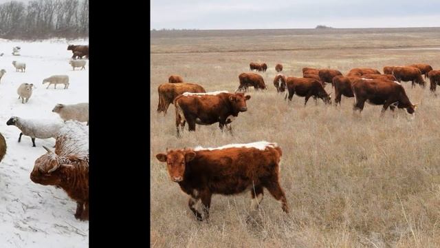 Животноводство Калмыкии смотреть онлайн
