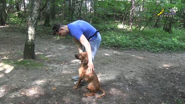 Обучение повороту налево на месте, щенок риджбек, ОКД, команда рядом смотреть онлайн