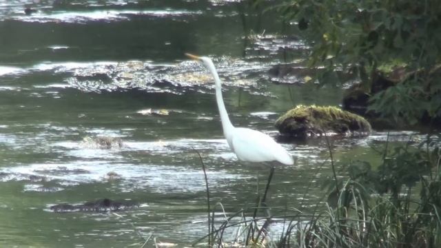 аист журавль или птеродактиль смотреть онлайн