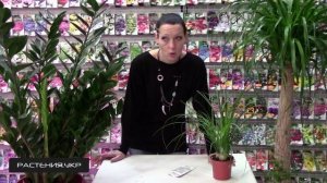 Как вырастить нолину из семян? / бутылочное дерево