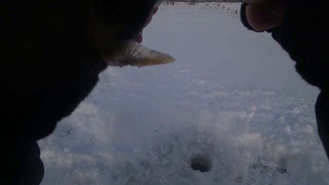 Рыбалка в Ярославской области.Очень доволен.Артём как всегда отличился, ЛЕЩ!!! смотреть онлайн