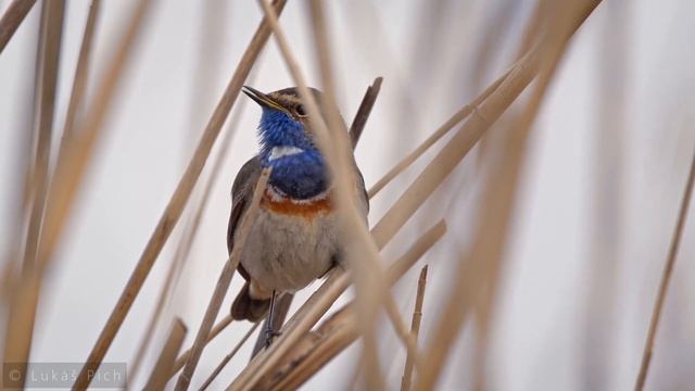 Bird sounds – White-spotted bluethroat (Luscinia svecica cyanecula) смотреть онлайн
