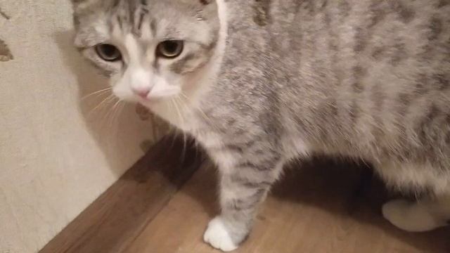 Злолетучая мышь (кошка)