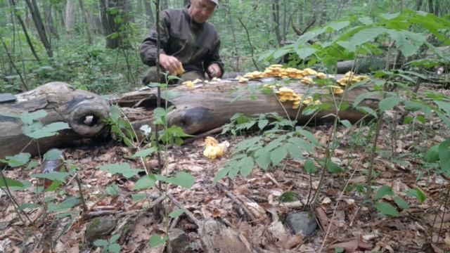 Первая красная ягода смотреть онлайн