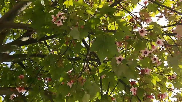 Белые цветы Брэхихитона. Прогулка. смотреть онлайн