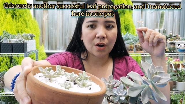 Graptopetalum Paraguayense " Ghost Plant " | care and propagation смотреть онлайн