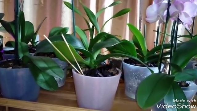 На ночь глядя | ПОСАДКА перевалкой 9 ОРХИДЕЙ смотреть онлайн