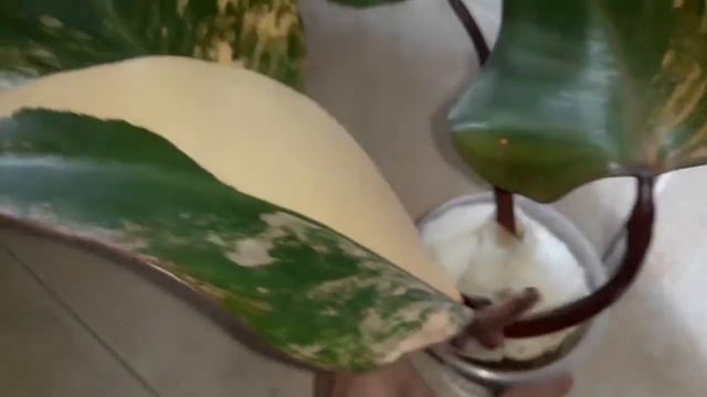 Филодендрон РЕД ЭМЕРАЛЬД вариегатный/моя новинка! смотреть онлайн