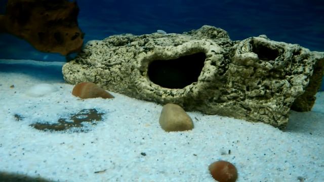 Мешкожаберный сом. смотреть онлайн