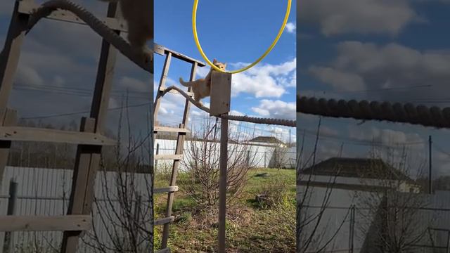 Хитрый Рыжуля по канату опять идёт в обход 😻 #рыжийкот смотреть онлайн