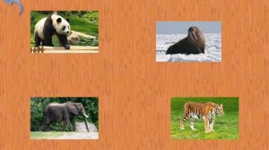 Малыш учит животных мира с Мишей