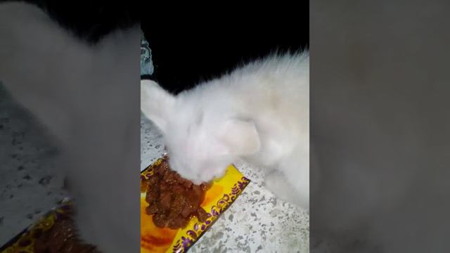 Кормим уличного котёнка? смотреть онлайн