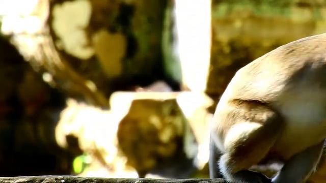 Tarzana feeling asleep when she got sweet grooming from her best friend monkey , ASMR Grooming смотреть онлайн