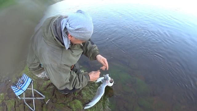 Отличный ПЕРЕКАТ! Клюют ЖЕРЕХИ и ЧАЙКИ. Рыбалка на жереха в июне на ZipBaits Raphael 45s смотреть онлайн