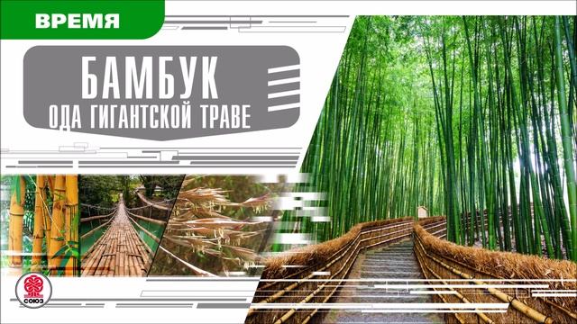 БАМБУК. ОДА ГИГАНТСКОЙ ТРАВЕ. Аудиокнига.  Время События Люди!