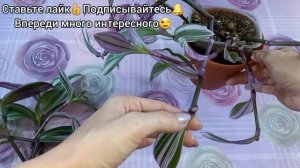 Традесканция Нанук?Из растрёпы в красотку за 10 мин?Быстрое формирование?Размножение?Состав грунта