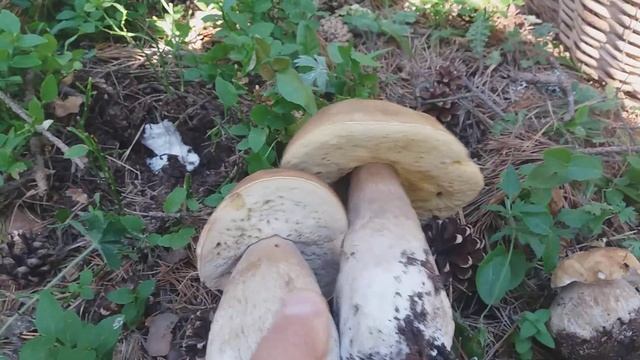 funghi porcini (family) Boletus edulis & boletus pinicola.Spettacolare porcini! & amanita & suillus смотреть онлайн