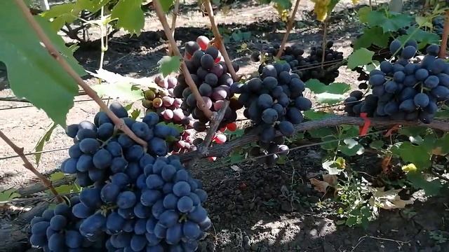 Кишмиш Иванка(Калугин В. М. Украина) смотреть онлайн
