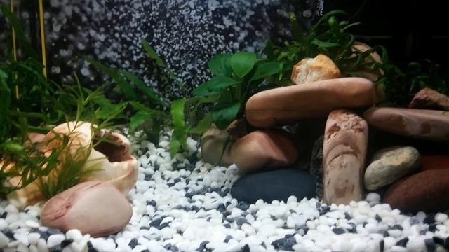 Мой аквариум на 15 литров. И...котейка =) смотреть онлайн