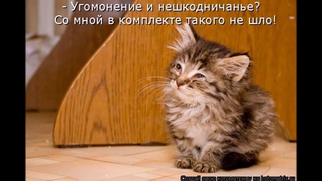 Смешные картинки про кошек и котят Выпуск №79 FUNNY CATS СМЕШНЫЕ КОШКИ смотреть онлайн