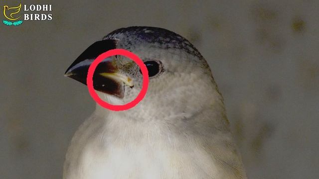 When & How To Separate Java Chicks from Parents | Signs & Age | Urdu/Hindi | Lodhi Birds смотреть онлайн