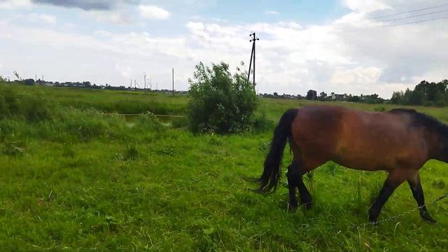 Литовский тяжеловоз кобыла Лагуна смотреть онлайн