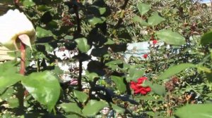 Мой Розовый Сад 2021г.Удивила розочка Штернталер. Цветение в середине Сентября.