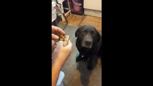 как научить собаку ловить мышей/how to teach a dog to catch mice смотреть онлайн