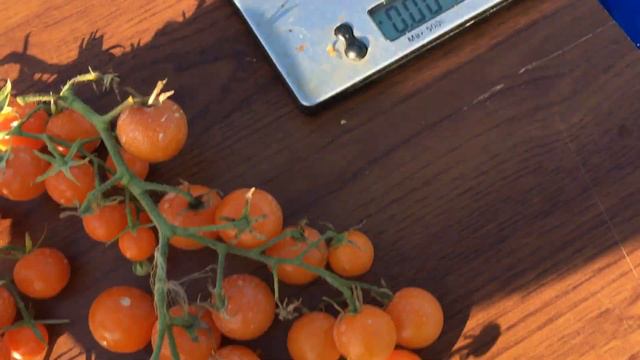 Очень вкусный и полезный черри томат Златовласка смотреть онлайн