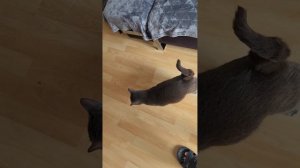 Кошка Маруся умная как человек) 27 апреля 2023 г.