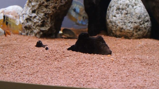 Полиптерус сенегальский видео. Кормление в общем аквариуме. Polypterus senegalus feeding смотреть онлайн