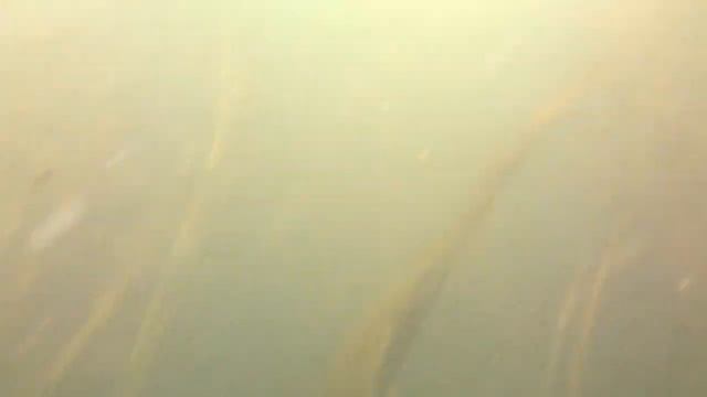 заплыв до ЛЭП смотреть онлайн