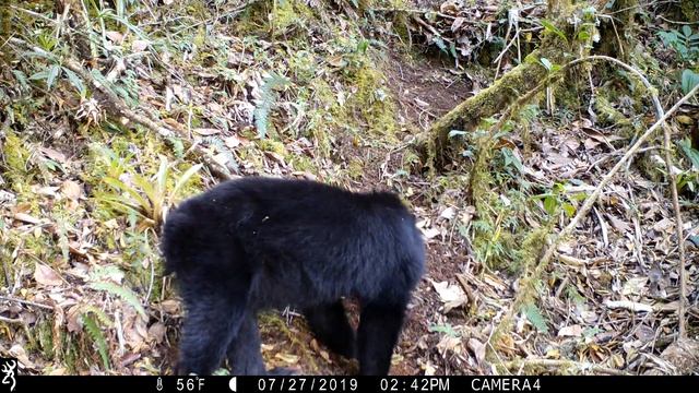 Andean bear Tremarctos ornatus - camera trap