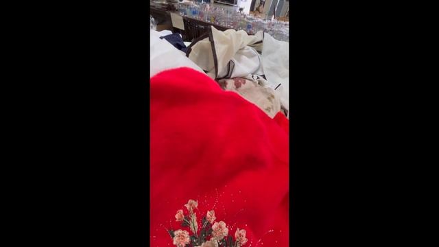ОБЗОР. Осенние наряды. Шоппинг в Бангкоке и на Пхукете. Outfit for Paola Reina. Shopping смотреть онлайн